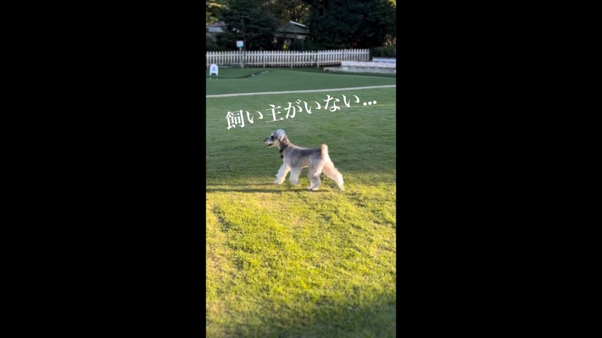 広いドッグランで飼い主を見失うミニチュアシュナウザー🐶🐾
