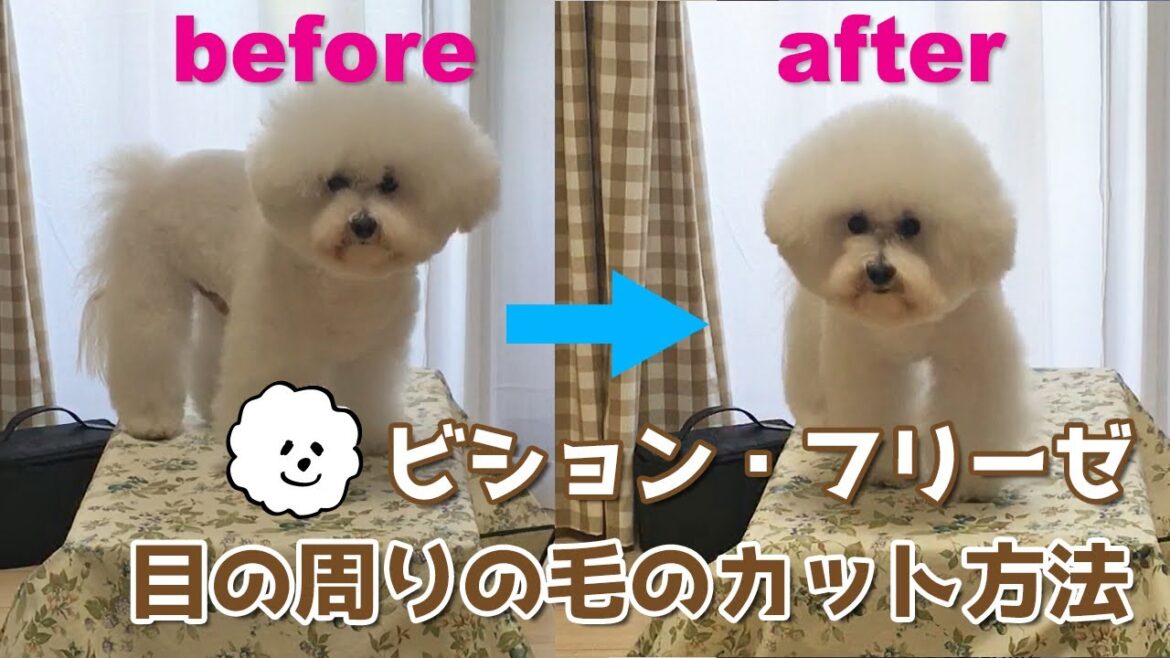 【トリミング】ビションフリーゼの目の周りの毛のカット方法