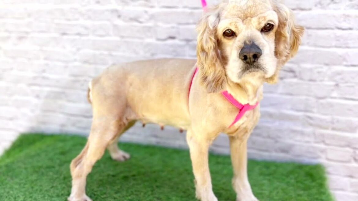 2021年04月08日 イングリッシュ・コッカー・スパニエルちゃん 女の子【獣医師賛同型】里親募集サイトanifare(アニフェア)