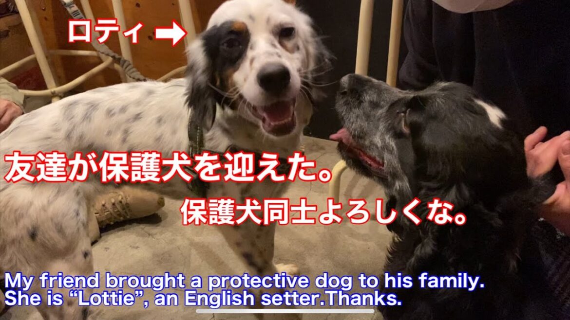 イングリッシュコッカー【ちよ】イングリッシュセッター【ロティ】 There are a lot of other videos on this channel. Come on in! #shorts
