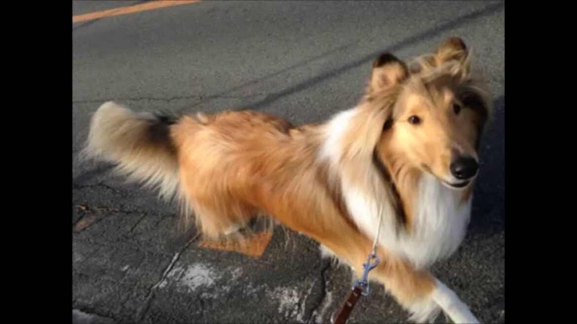Rough Collie 　ラフコリーラスクの『思いきり遊ばなくっちゃ！』