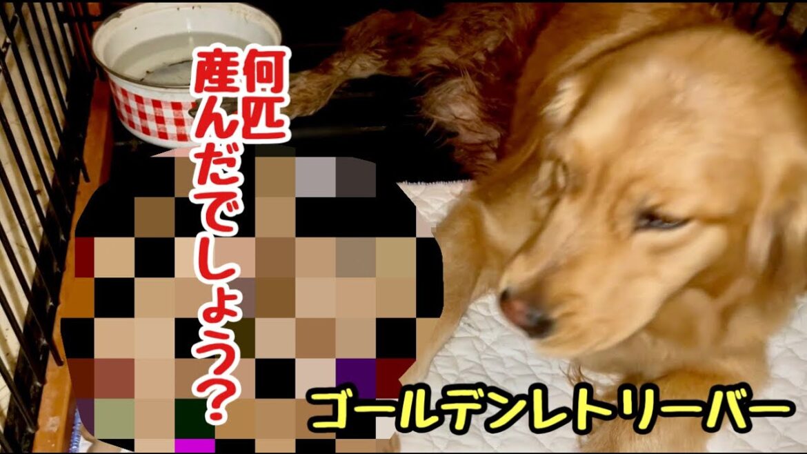 ゴールデンレトリーバーのローラが何匹出産したでしょう⁉️