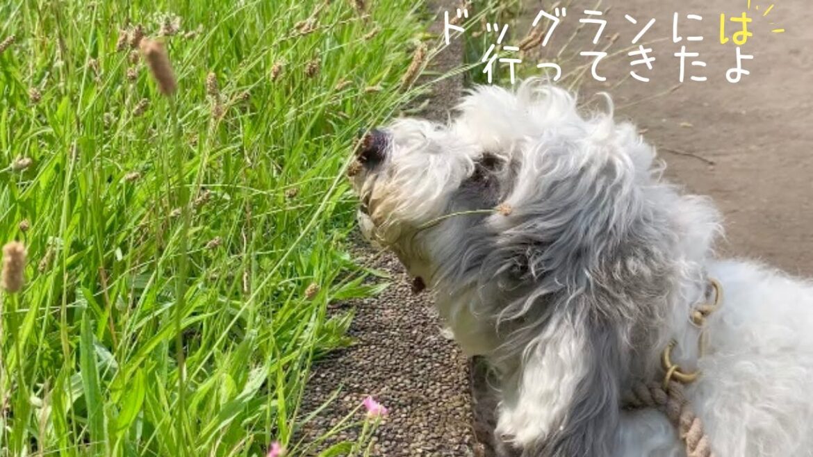 【ドッグラン】実は犬が苦手?ドッグランが近づくとテンションが下がるお犬様🐶🐶🐶 【ドッグラン】実は犬が苦手?ドッグランが近づくとテンションが下がるお犬様🐶🐶🐶
