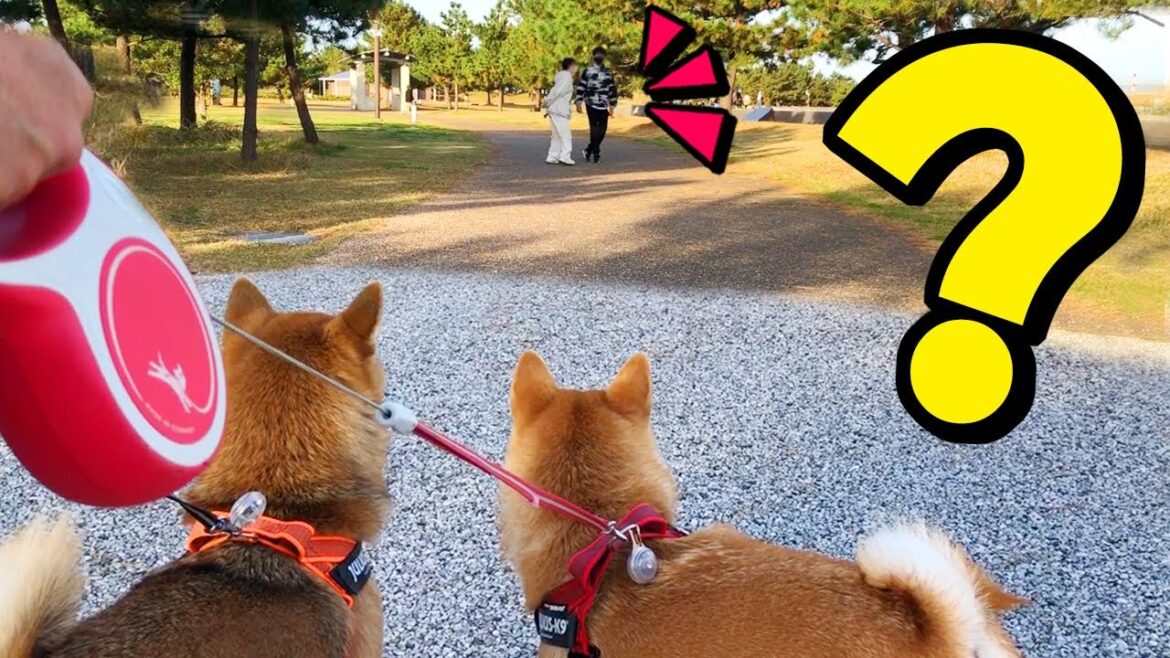 散歩中に大好きな兄妹にバッタリ出会った柴犬姉妹の反応は? 散歩中に大好きな兄妹にバッタリ出会った柴犬姉妹の反応は?