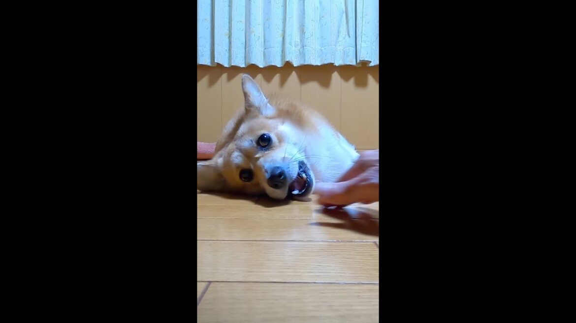 飼い主の手と戯れ合うコーギー / Dog playing with owner's hand #shorts