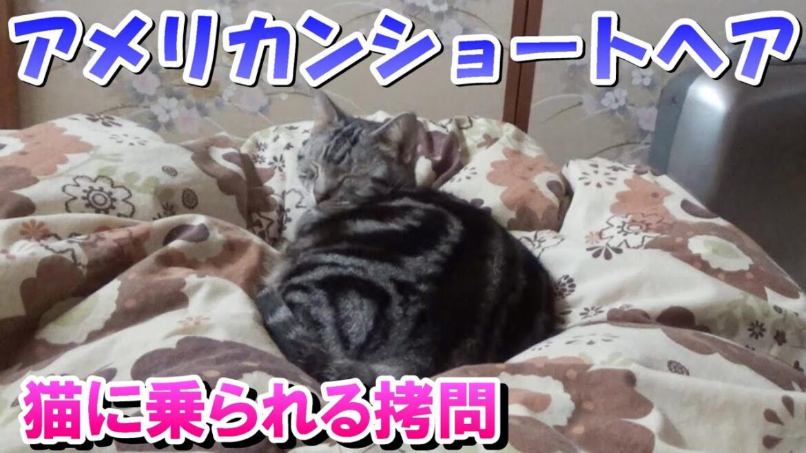 寝てたら猫に乗られる拷問（アメリカンショートヘア）
