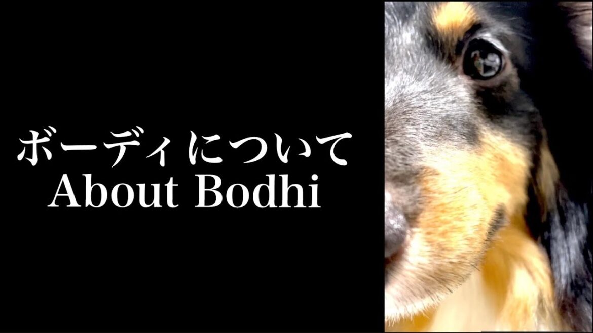 シェットランドシープドッグ/シェルティ Shetland Sheepdog Sheltie 癒し犬の可愛い性格と犬との生活