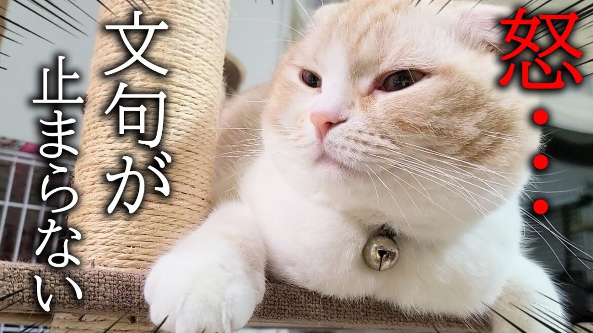 ご飯の時間に遅れて帰宅したら子猫と犬の文句が止まらない…笑