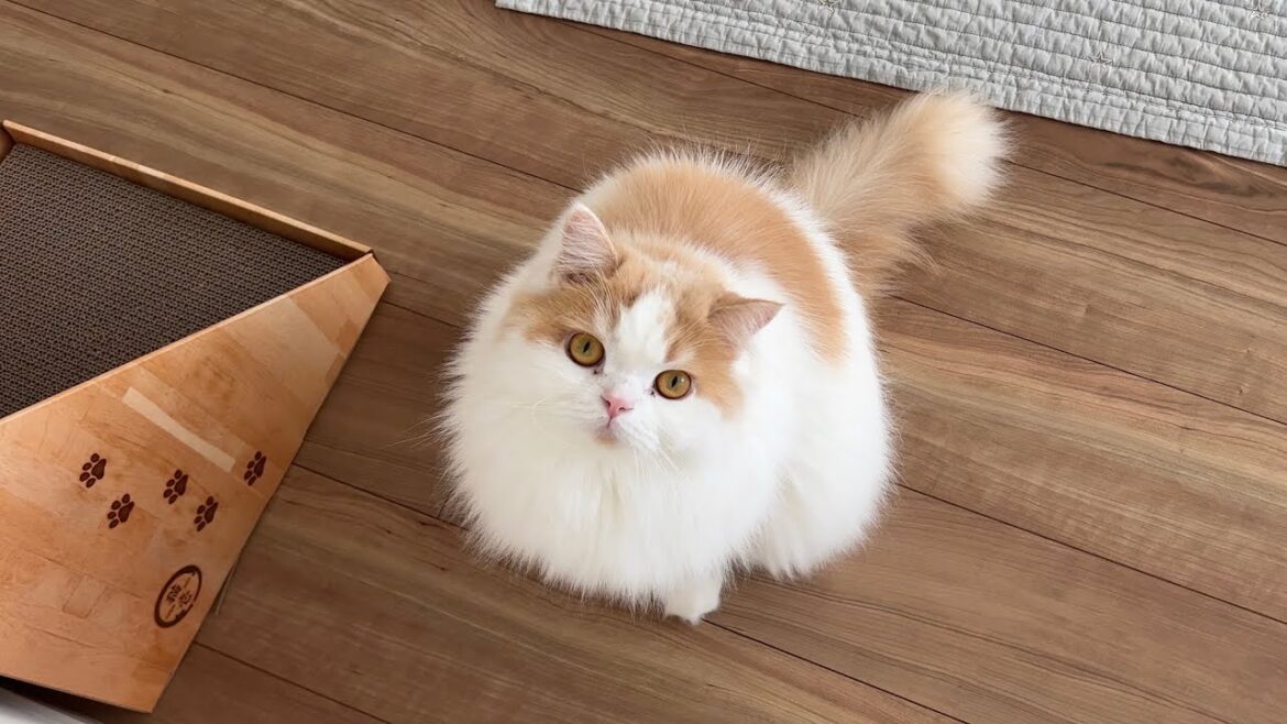 愛猫達のために一軒家を検討することにしました! 愛猫達のために一軒家を検討することにしました!