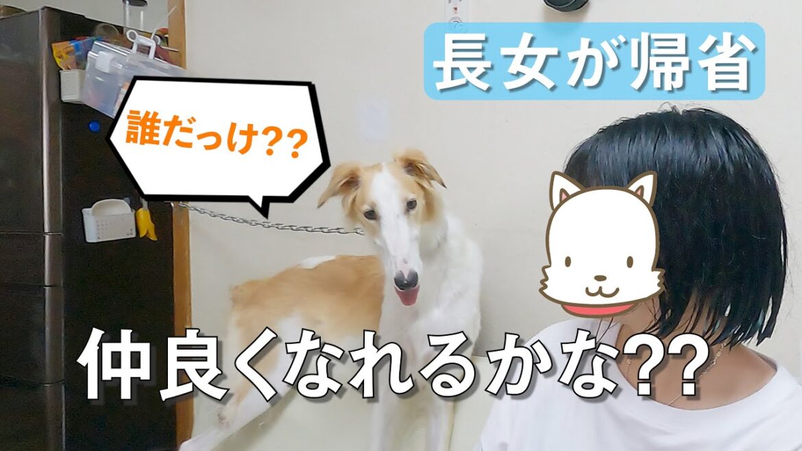 【大型犬ボルゾイ】普段家には居てない長女が帰省したらララちゃん大興奮