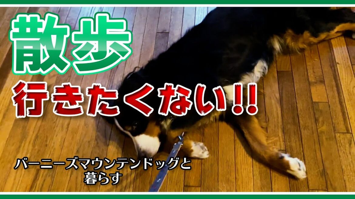 どうしても散歩に行きたくないバーニーズマウンテンドッグ【散歩嫌いの大型犬】Bernese Mountain Dog