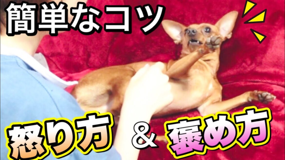【犬のしつけ】伝わる！怒り方と褒め方のコツ [ミニピンアイビー]　dog's reaction minipin