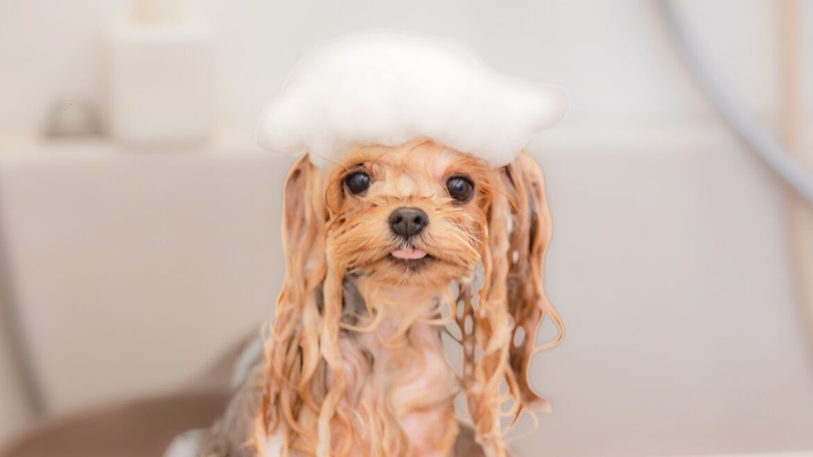 可愛い泡帽子。（ ヨークシャーテリア トリミング）