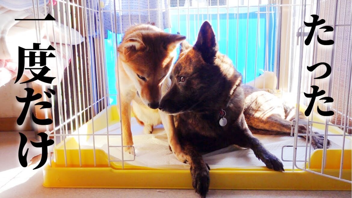 先代柴犬との思い出の場所でやっと…！【甲斐犬・柴犬】