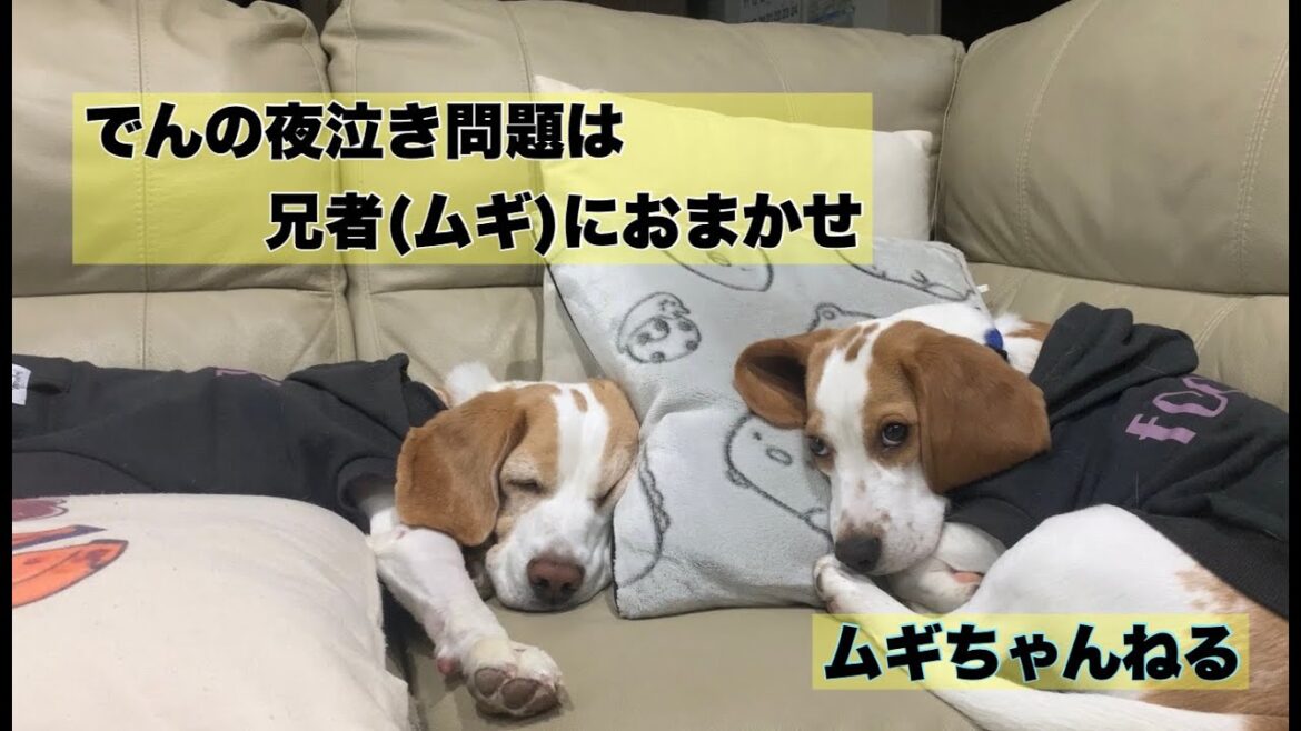 【ビーグル】でんの夜泣き事情