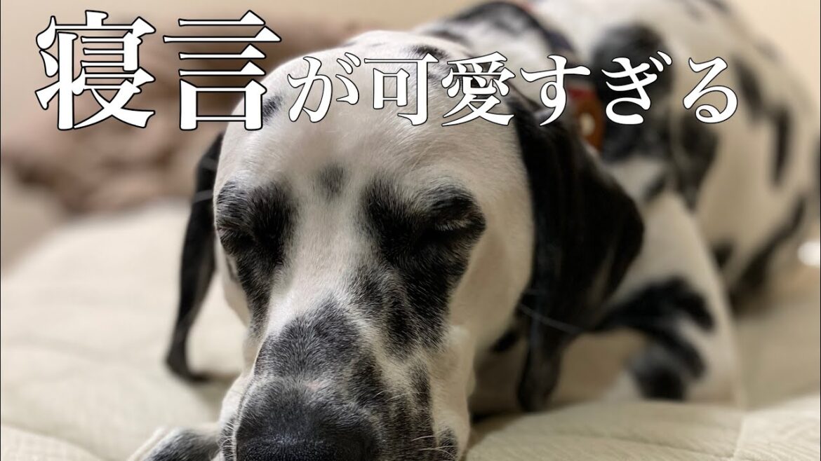 【超可愛い】夢で喋って走ってダルメシアン STAYHOME