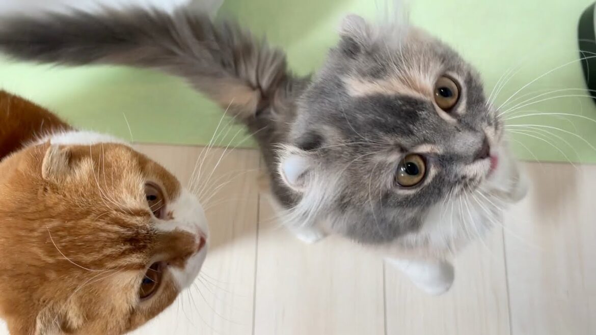 朝、仲良く大鳴きする猫たち【アメリカンカール/スコティッシュフォールド】 朝、仲良く大鳴きする猫たち【アメリカンカール/スコティッシュフォールド】