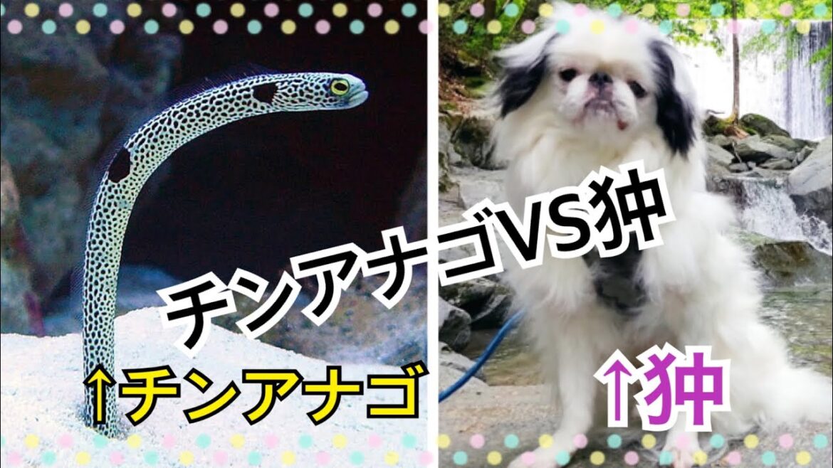 チンアナゴ（狆穴子）VS狆💥