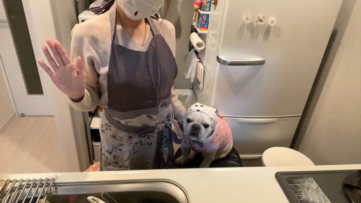 ご飯ストックと晩酌【フレンチブルドッグ frenchbulldog】