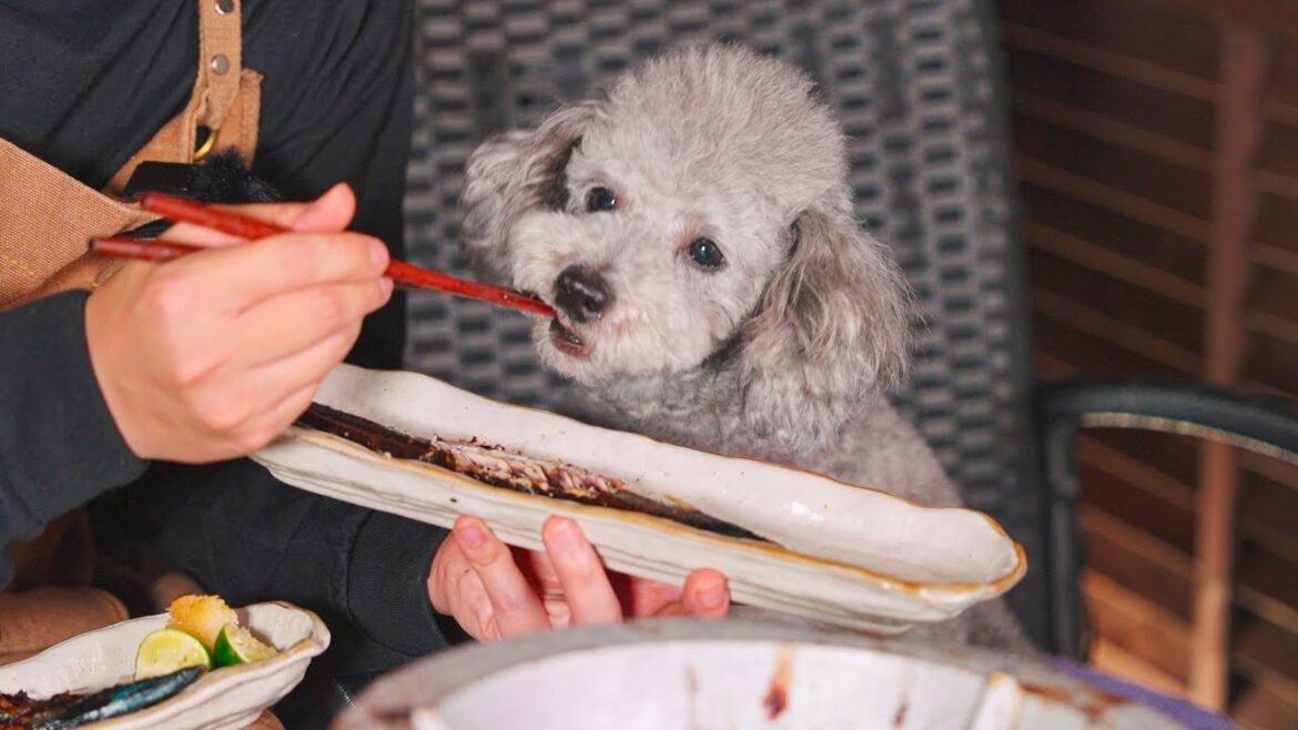 🐶旬の秋刀魚を前に野生化したトイプードル 🐶旬の秋刀魚を前に野生化したトイプードル