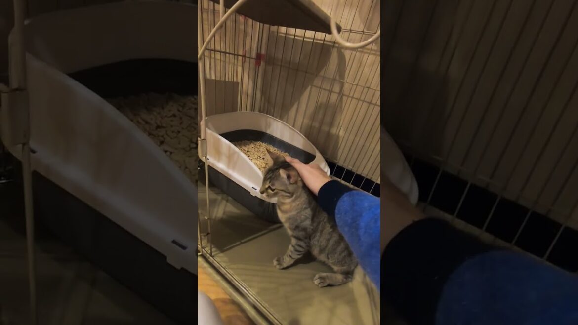 オシキャットに似たキジトラのクルミちゃん怖いけど撫でて欲しくてスリスリニャンコ（保護猫カフェ猫の恵庭難波