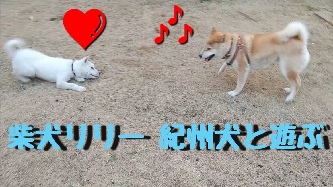 柴犬リリーと紀州犬の子犬！