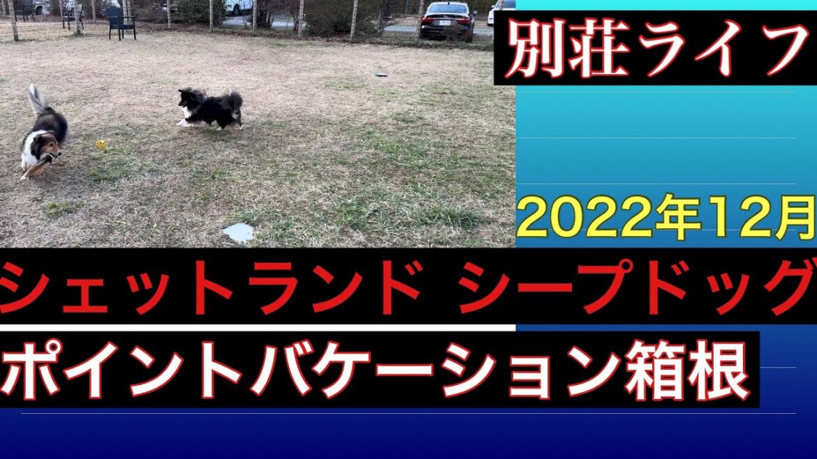 ポイントバケーション箱根【別荘ライフ】シェットランドシープドッグ