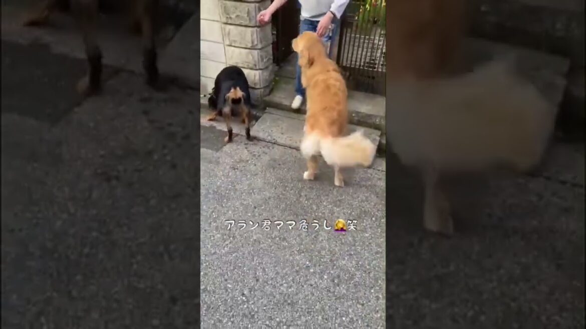 【ロットワイラー】寄り添う姿が可愛すぎる大型犬2匹 #shorts #ゴールデンレトリバー