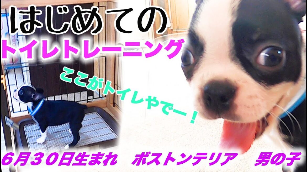 はじめてのトイレトレーニング！まずはここから！可愛い仔犬ボストンテリア ❤️６月３０日生まれ男の子