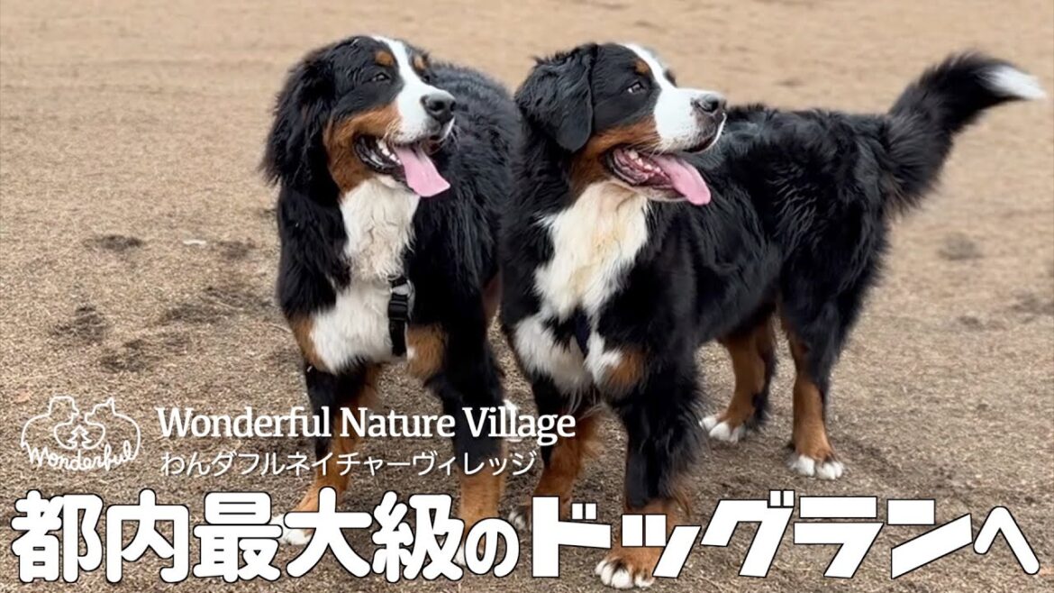バーニーズマウンテンドッグ と「わんダフルネイチャーヴィレッジ」へ行く