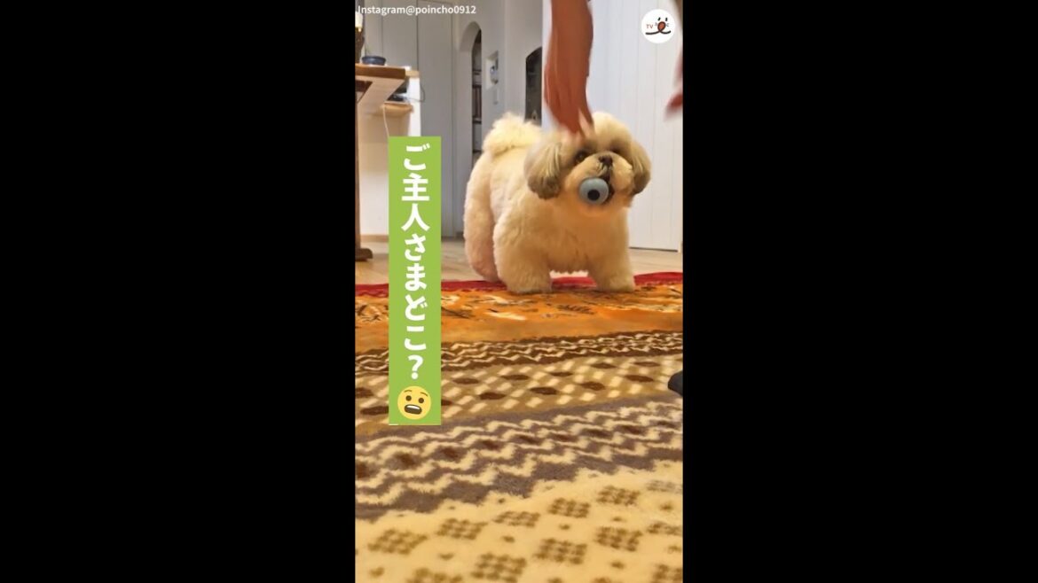 シーズーさんが「かくれんぼ」をした飼い主さんを見つけて大喜び♪
