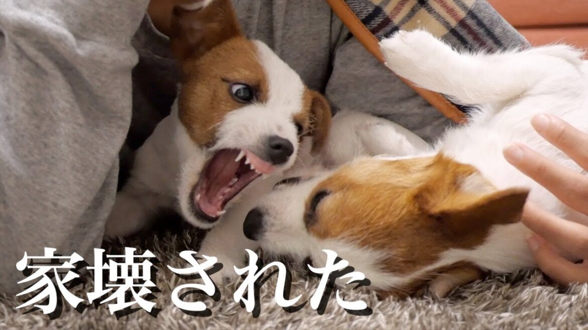 子犬に家を壊されました/ジャックラッセルテリア/多頭飼い