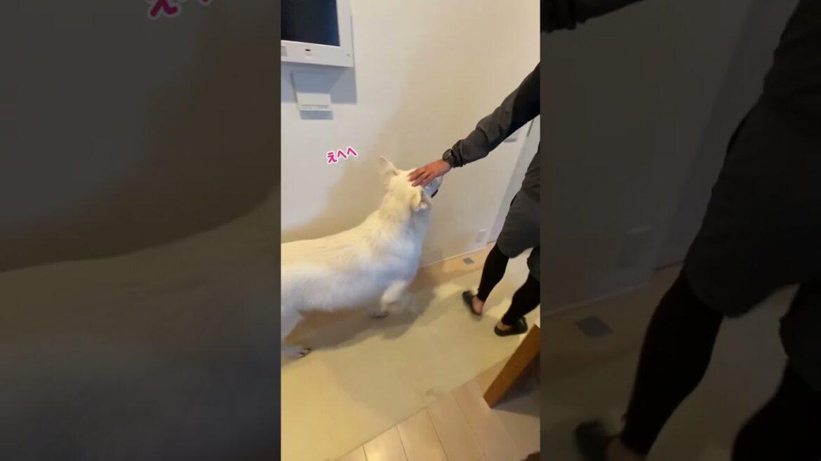 ホワイトシェパードのれお。まったりしてたけど、玄関で気配がしたから即確認にいきます。#shorts