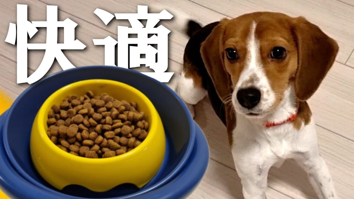 【飼い主必見】愛犬の食事が10倍快適になる超オススメのアイテムはこれです【ビーグル】 【飼い主必見】愛犬の食事が10倍快適になる超オススメのアイテムはこれです【ビーグル】