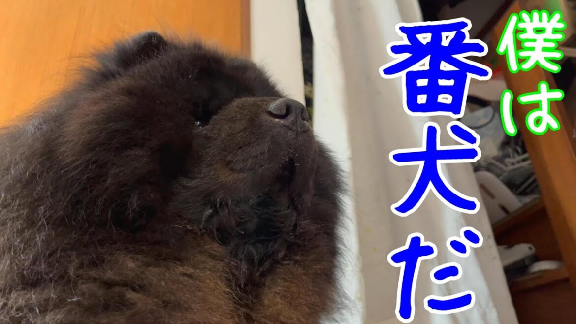 僕は番犬だと息巻くチャウチャウ