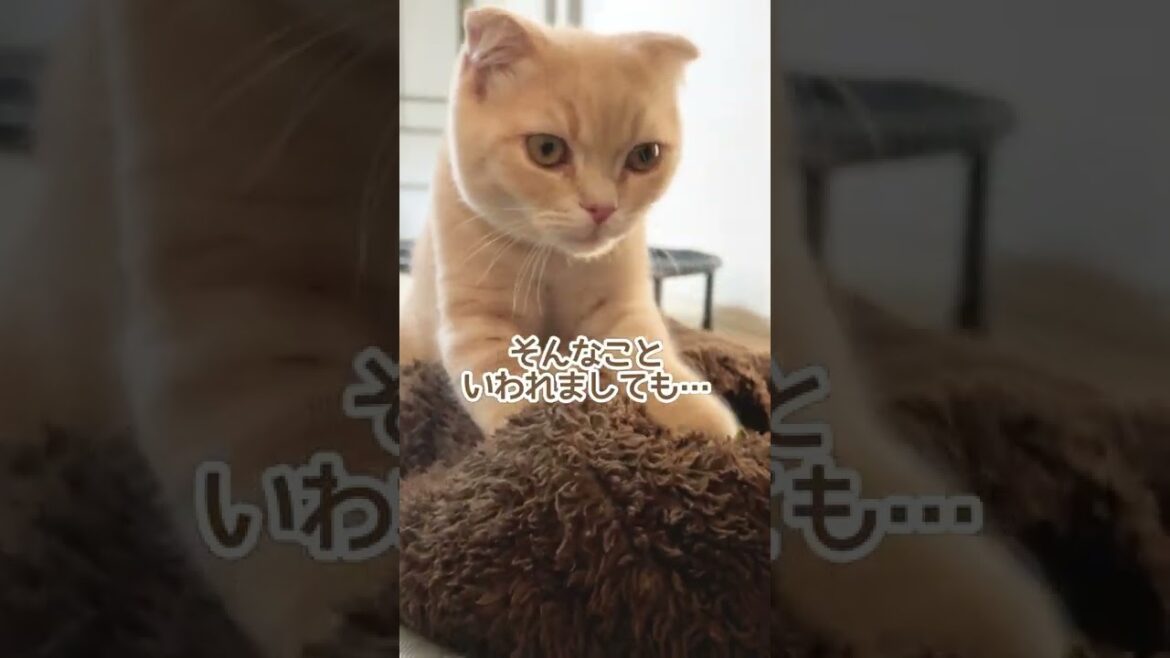 気まぐれ子猫のマッサージ屋さん【スコティッシュフォールド】#shorts #かわいい #子猫