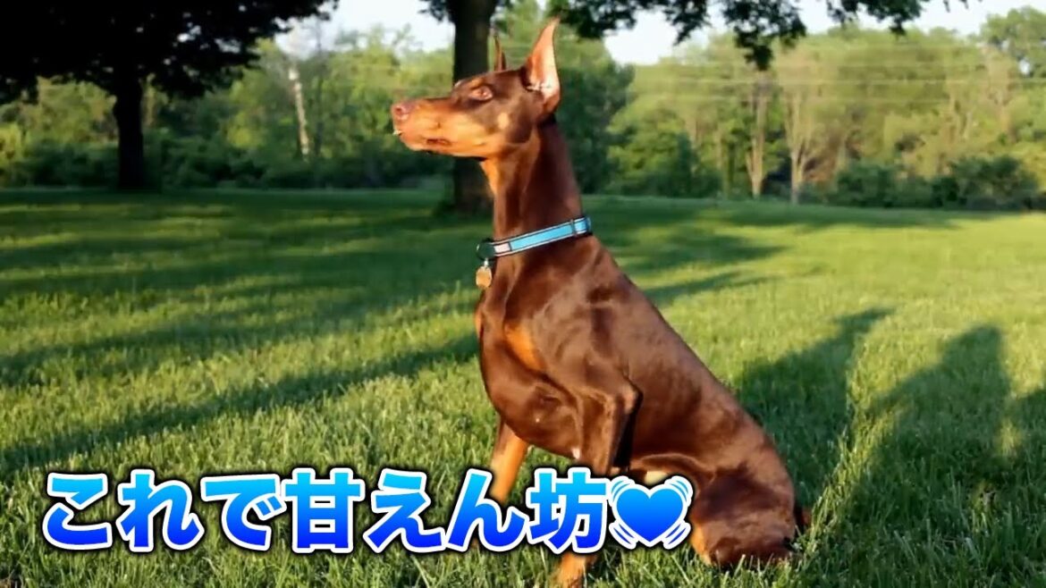【ドーベルマン】警察犬としての賢さと甘えん坊💓ドーベルマン可愛い集！【犬】
