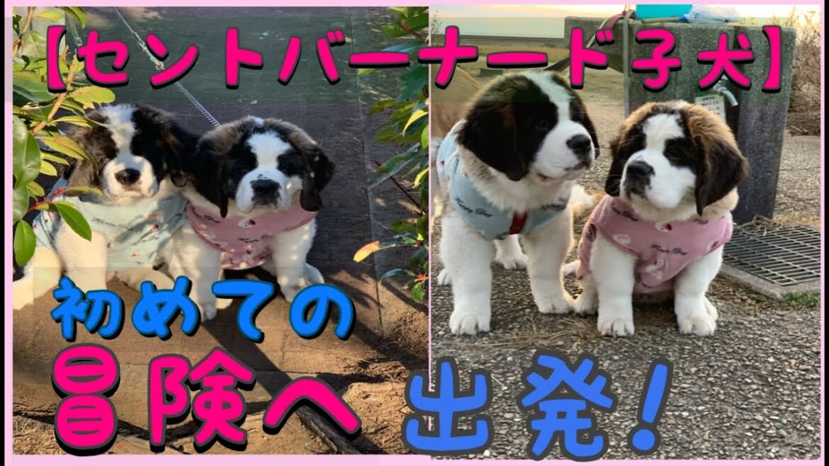 【セントバーナード】初めての冒険へ行く！どんなワクワクが待っているんだろう❤️