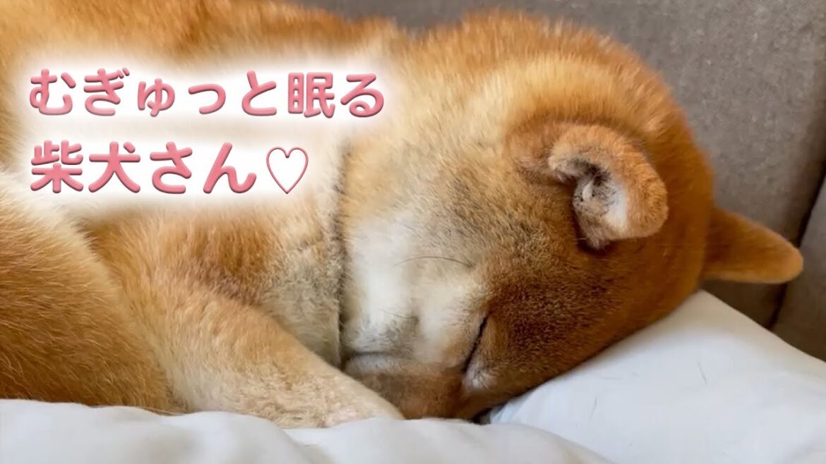 むぎゅっと寝てしまう柴犬さん｜PECO