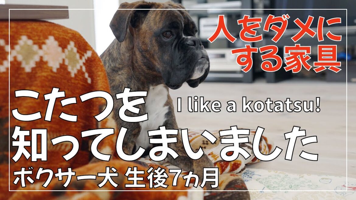 こたつでくつろぐことを知ってしまった ボクサー犬 子犬生後7ヵ月