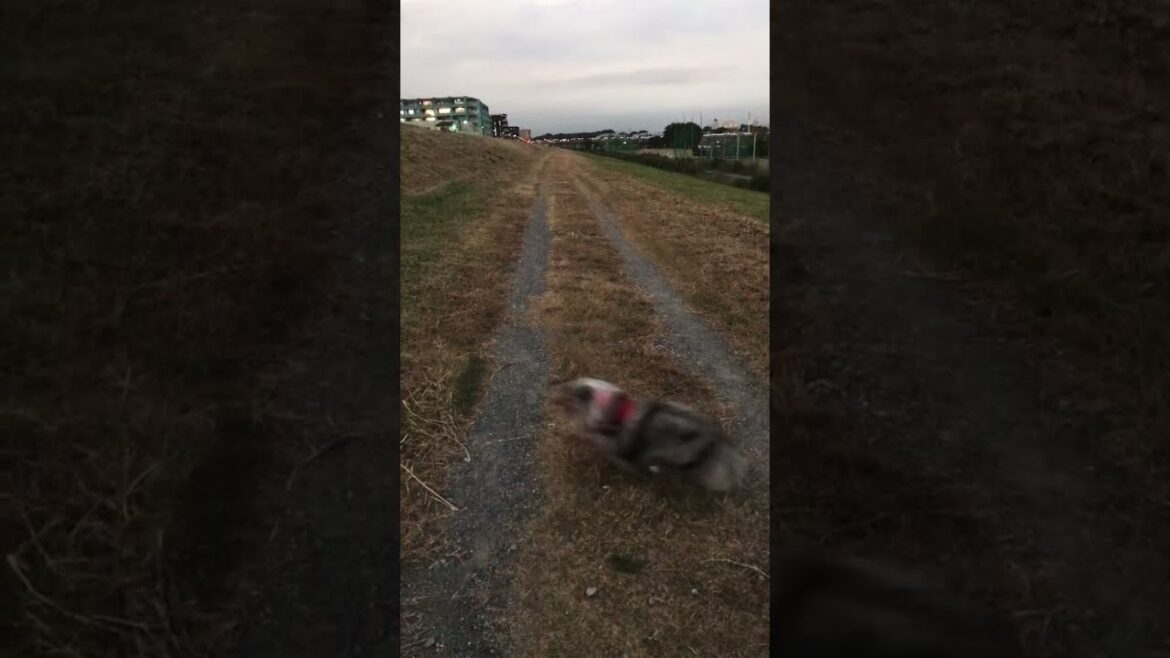 出たり入ったり。【シェルティ】＃シェルティ #sheltie ＃シェットランドシープドッグ in and out！