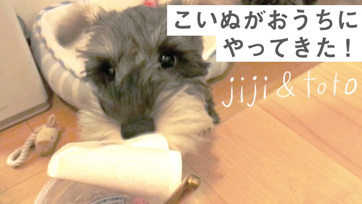 【子犬】喧嘩ばかりの先住犬と生後4ヶ月のシュナウザー