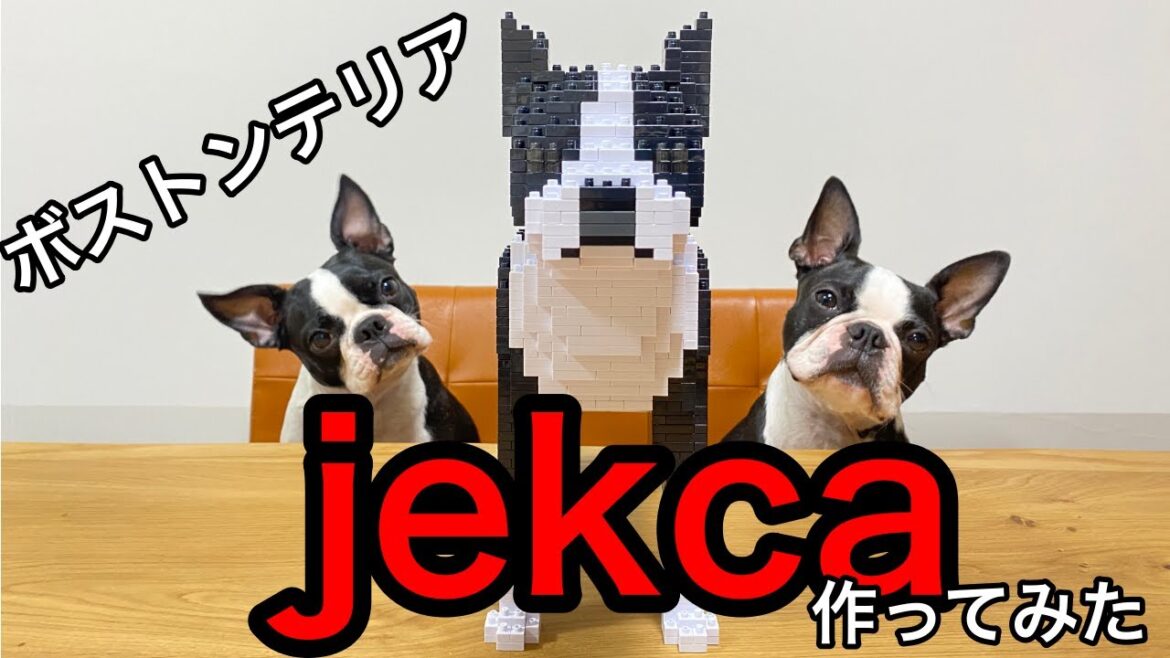 【ボストンテリア 】モモハナに新しい家族！？jekcaのブロックでボストンテリア が...