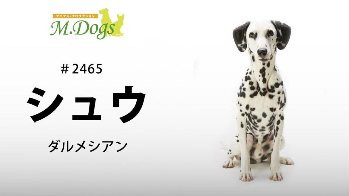 ペットモデル #2465 ダルメシアン「シュウ」