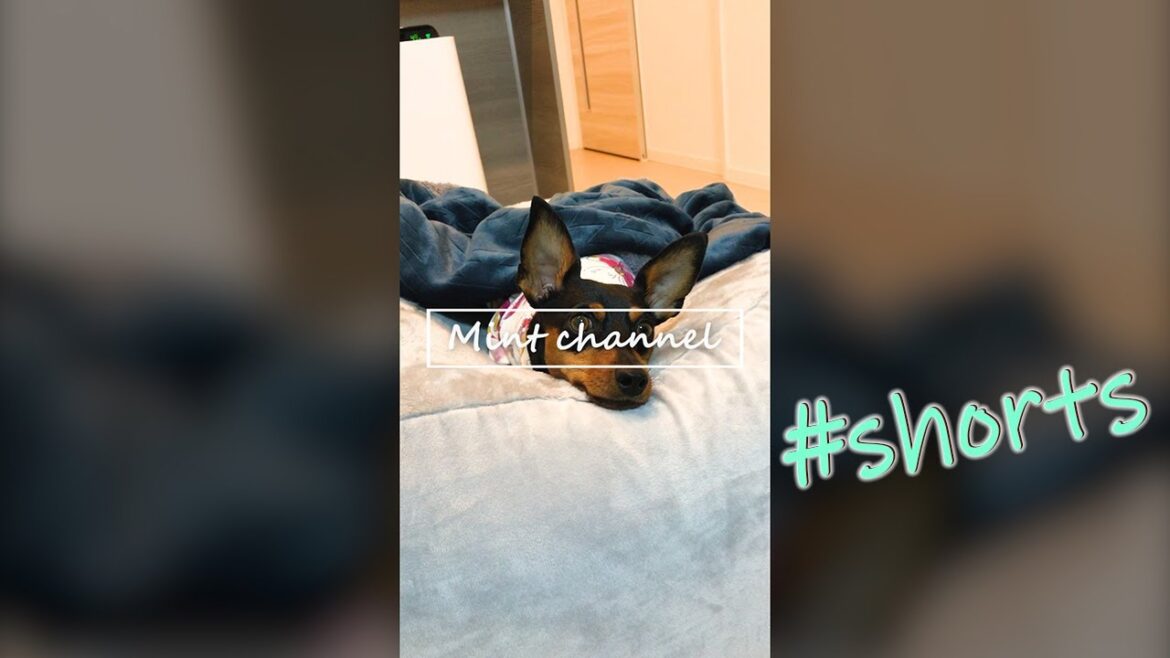 犬もダメにするクッション。。 #shorts【ミニチュアピンシャー】【ミニピン】【ペット】【犬】【Dog】