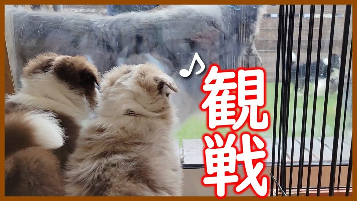 【生後38日目】親犬たちを見つめる子犬たちが可愛い！【ボーダーコリー】