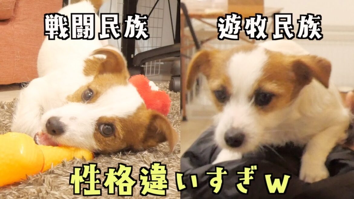 兄犬を怖がらせる恐怖のおもちゃを弟子犬が成敗した/ジャックラッセルテリア/多頭飼い