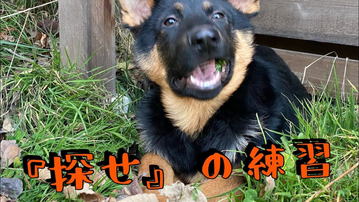 犬と遊び『探せ』　ドッグトレーニング　ジャーマンシェパード
