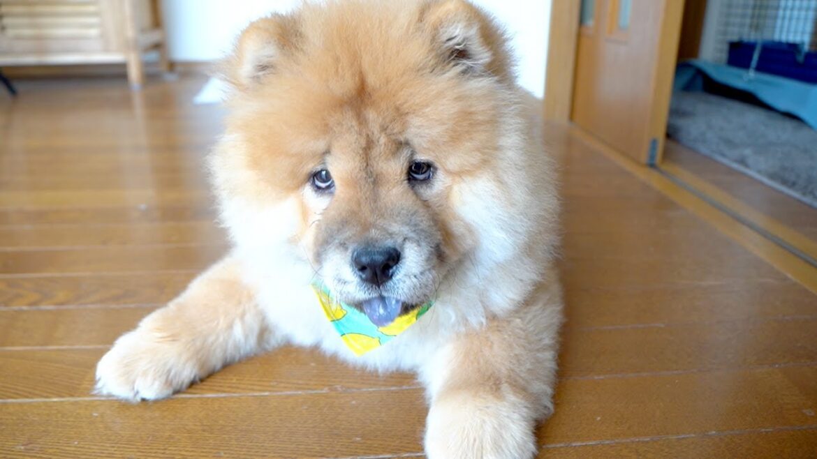 チャウチャウにかわいいスタイををつけてみたら完全に毛に埋もれてしまいました