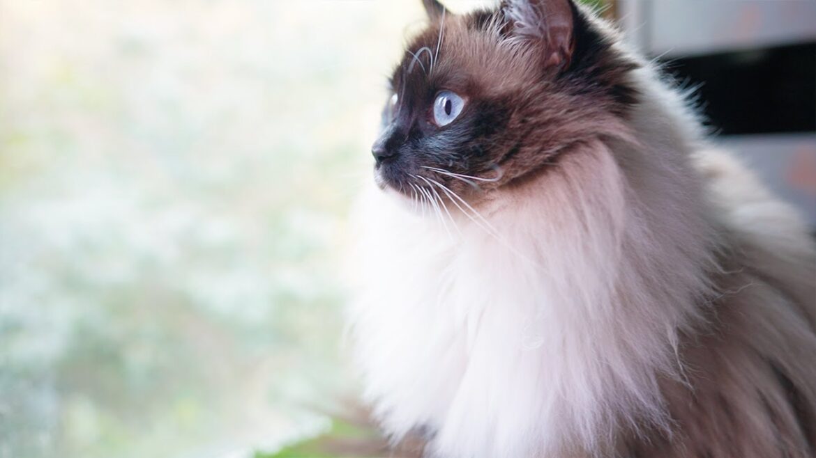 ラグドール猫がウグイスを見つけたようです